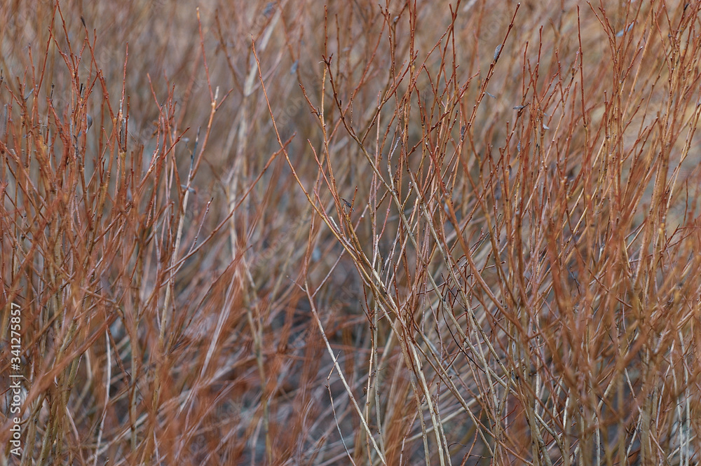 Fototapeta premium early spring texture in the park