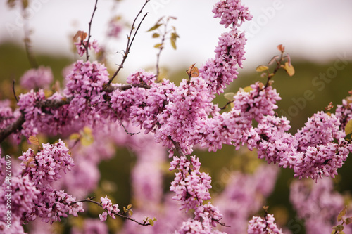 Fleur de printemps © Céline Tails