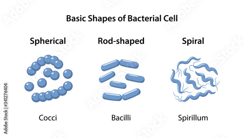 Three basic forms and arrangements of bacteria: spherical, rod-shaped and spiral. Morphology. Microbiology. Bacteria in magnifying glass. Vector illustration in flat style