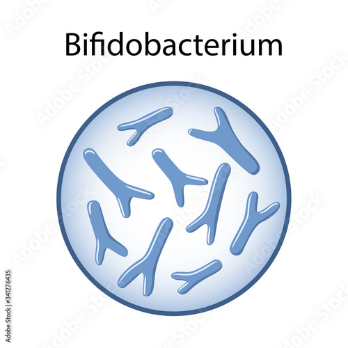 Bifidobacteria in magnifying glass. Microbiology. Vector illustration in flat style isolated over white background