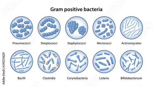 Set of gram-positive bacteria in magnifying glass: Pneumococci, Streptococci, Staphylococci, Micrococci, Bacilli, Clostridia, Corynebacteria, Bifidobacterium, Listeria. Vector illustration flat style photo