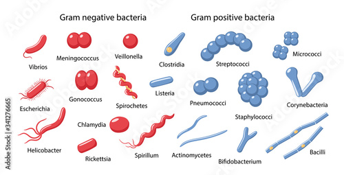 Examples of gram-negative and gram-positive bacteria in magnifying glass: cocci, bacilli, vibrio, spirillum, spirochetes, escherichia, clostridia, corynebacterium. Vector illustration in flat style