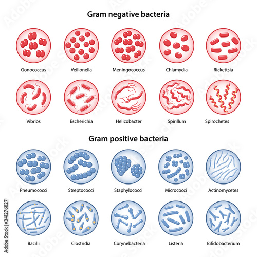 Big set of gram-negative and gram-positive bacteria in magnifying glass: cocci, vibrio, bacilli, spirillum, spirochetes, escherichia, clostridia, corynebacterium. Vector illustration in flat style