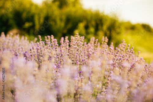 Lavender field in sunlight - provence