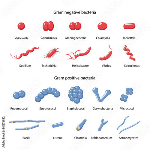 Big set of gram-negative and gram-positive bacteria: cocci, vibrio, bacilli, spirillum, spirochetes, escherichia, clostridia, corynebacterium. Vector illustration in flat style over white background