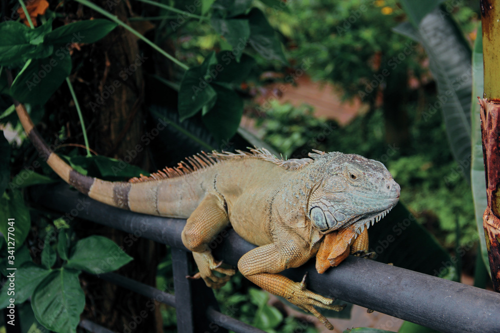 Wild iguana among the green foliage Wild iguana among the green foliage