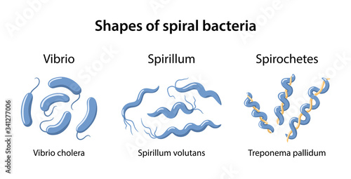 Shapes of spiral bacteria: vibrio, spirillum and spirochetes on examples Vibrio cholerae, Spirillum volutans, Treponema pallidum. Microbiology. Vector illustration in flat style