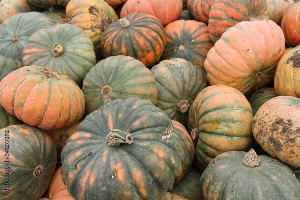 A Mixed Collection of Freshly Harvested Pumpkins. A Mixed Collection of Freshly Harvested Pumpkins.