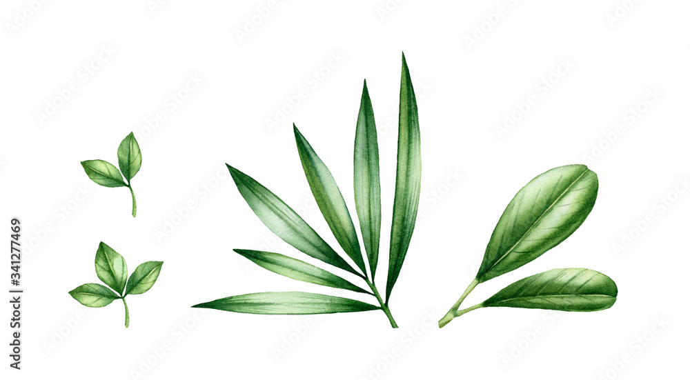 Watercolor tropical leaves set. Exotic green branches isolated on white. Realistic botanical illustrations collection. Hand painted shiny foliage