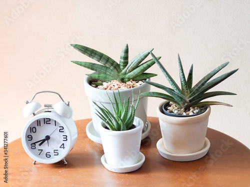 plant pots of Sansevieria and alarm clock on wooden table  on white background. gardening , home interior design concept. photo