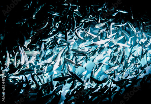 Flock of trouts swimming in the pond