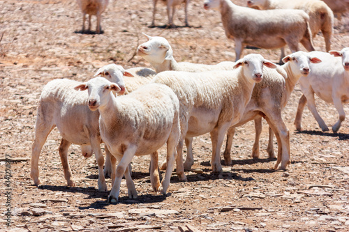Northern Cape Sheep Farming South Africa, Karoo Lamb