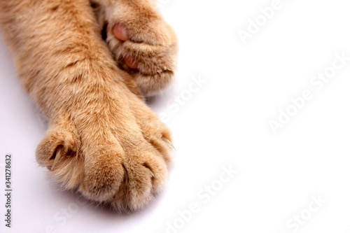 Paw of a red cat with claws close-up on a white background.