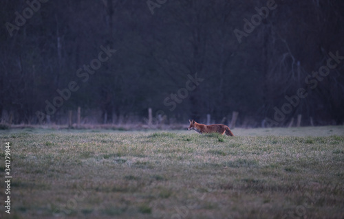 Fox searching at pasture © Till