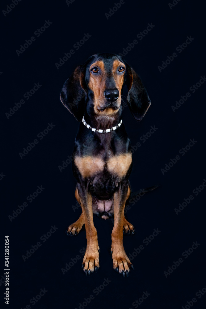 Studio portrait of a black and brown Segugio Italiano dog in front of a black background.