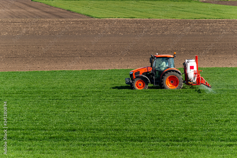 Fototapeta premium Tractor spraying wheat in field
