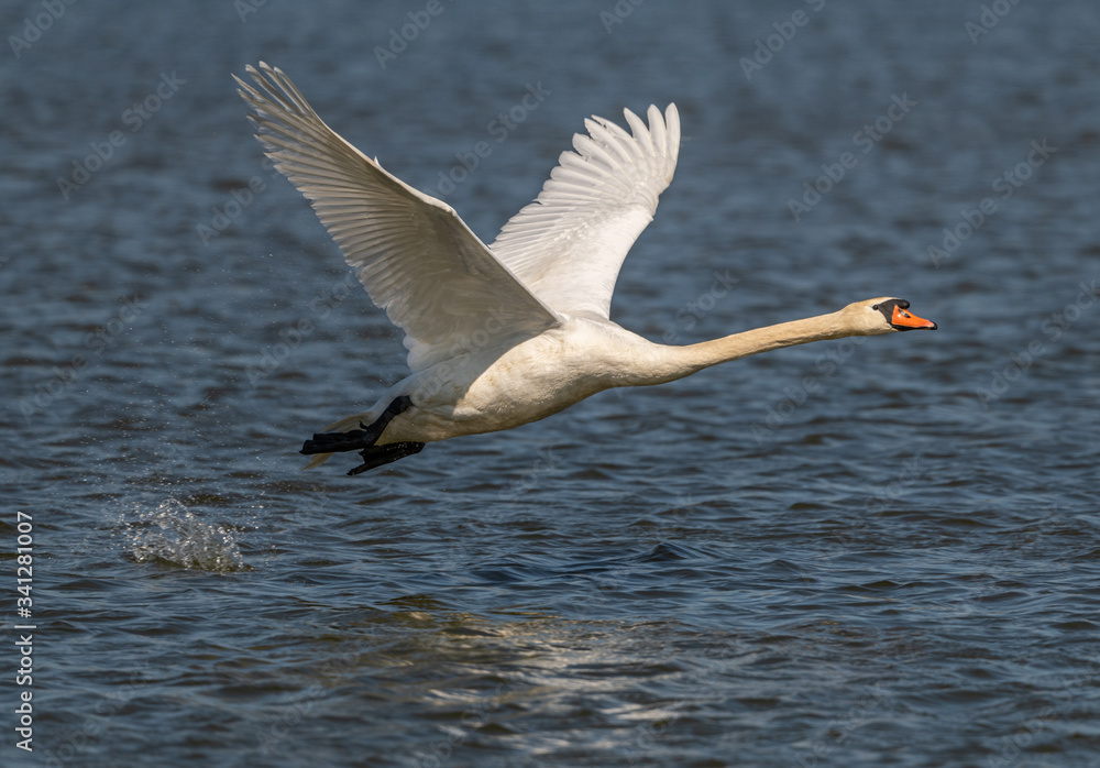 Fototapeta premium swan in flight short after taking of from water