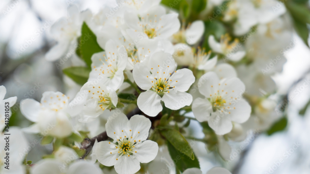 young blooming cherry close up