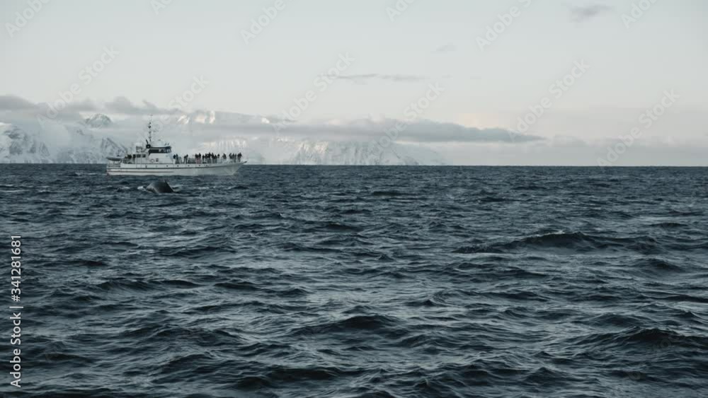 Arctic ship with people watching for two migrating humpback whales. Whales go deep and wave their huge tail. Exclusive documentary footage Filmed RED camera during a scientific expedition to Norway Arctic ship with people watching for two migrating humpback whales. Whales go deep and wave their huge tail. Exclusive documentary footage Filmed RED camera during a scientific expedition to Norway