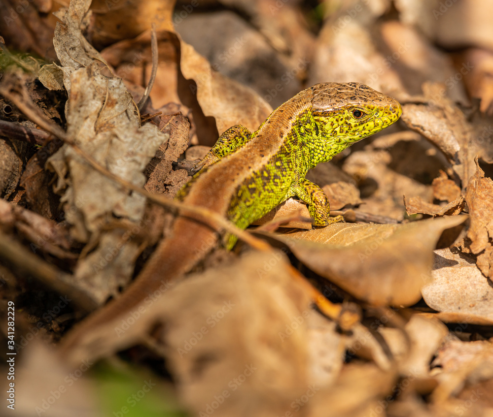 Fototapeta premium small green brown lizard crawling at dry leaves