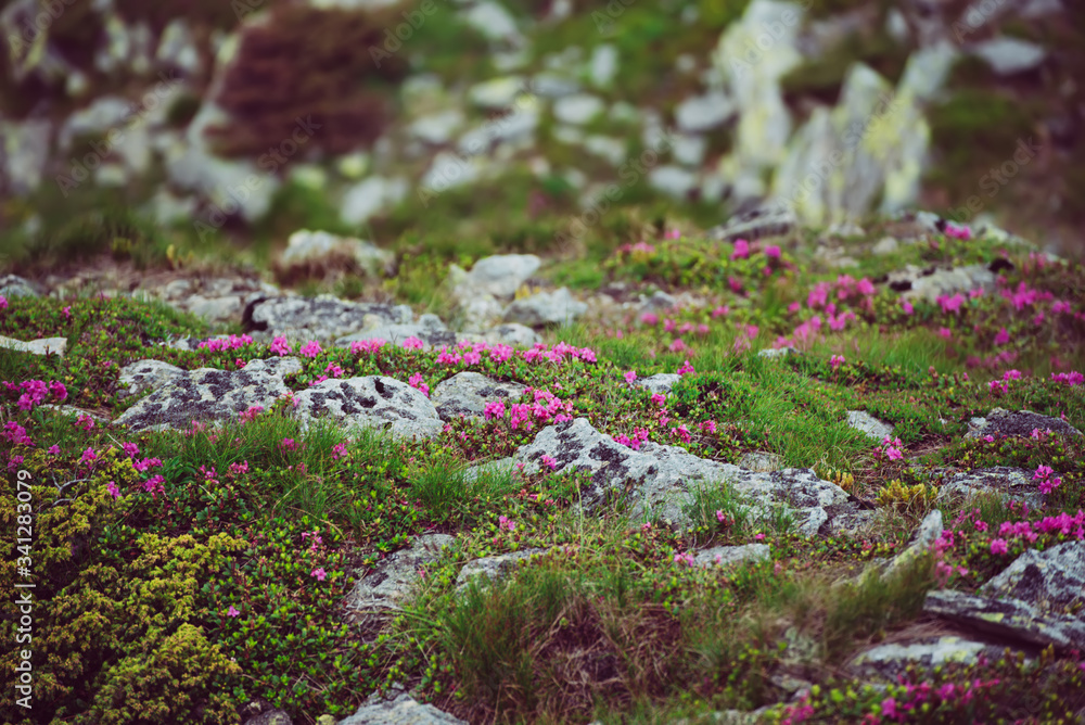 Rhododendron flowers in nature Rhododendron flowers in nature
