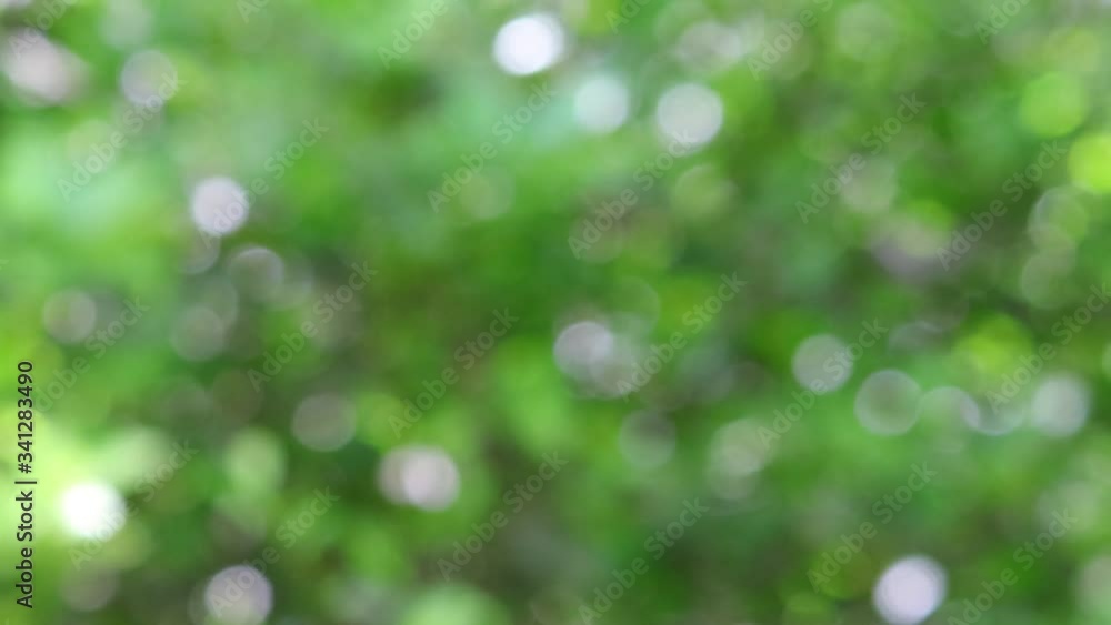 green environment and blurred effect nature background green environment and blurred effect nature background