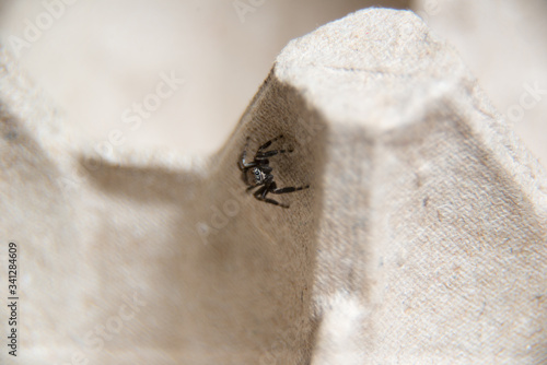 small hairy jumper spider with big eyes