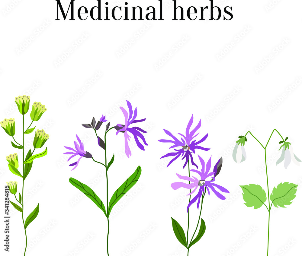 Set of medicinal herbs. Blooming Russian field of summer flowers. Erigeron canadensis, Lychnis flos-cuculi, Linnaea borealis. Flora stock vector design for natural cosmetics, pharmacy, books, card.
