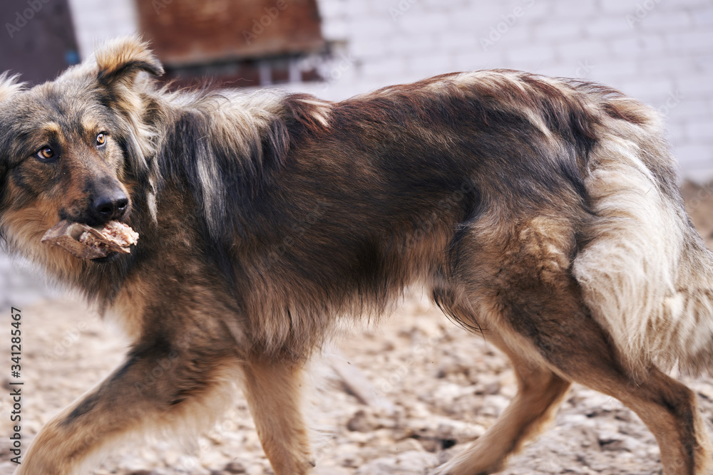 Fototapeta premium A homeless, shaggy dog runs away with a bone in its mouth