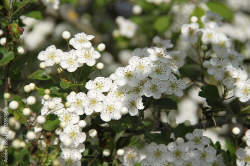 Common white haw thorn may tree photo