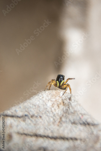 small hairy jumper spider with big eyes