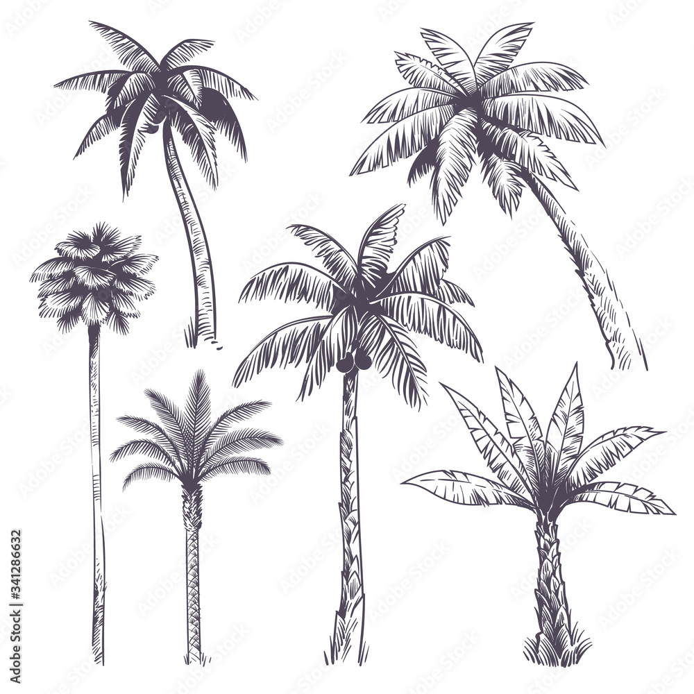 How to draw a coconut tree step by step-saigonsouth.com.vn