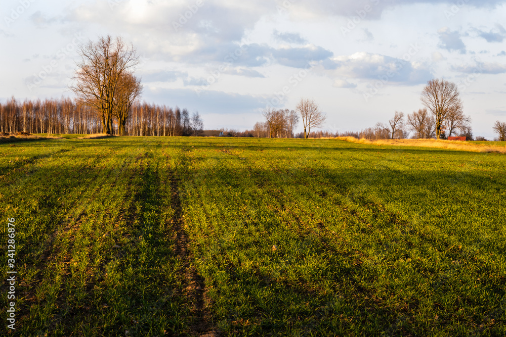 Meadows and fields landscape. Early spring fresh green grassy land. Evening golden hour. Mazowsze, Poland, Europe.