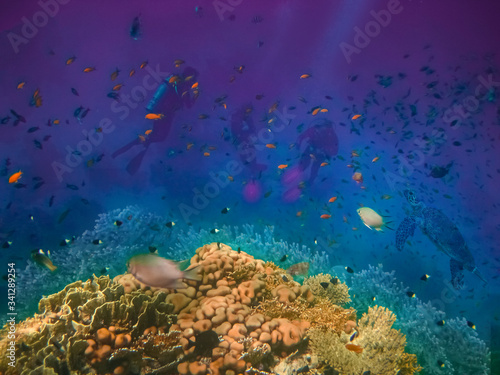 Fototapeta Naklejka Na Ścianę i Meble -  Group of scuba divers exploring coral reef. Underwater sports and tropical vacation concept