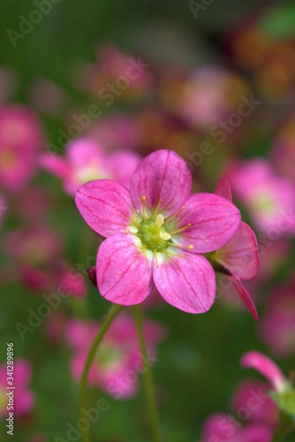 close up of pink flower of saxifraga © Monika