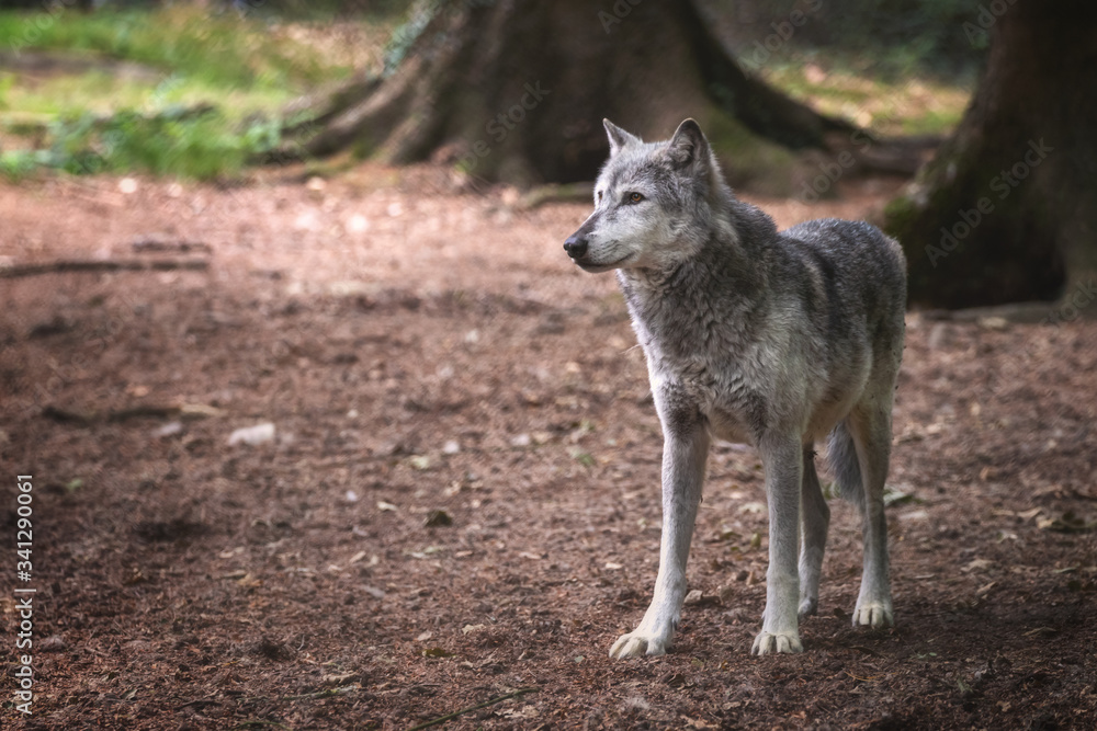 Mackenzie Valley wolf in in forest clearing Mackenzie Valley wolf in in forest clearing