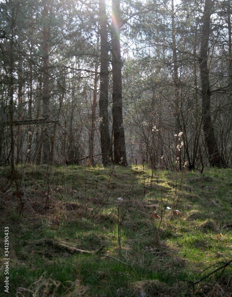 Obraz premium beautiful forest and beautiful forest paths