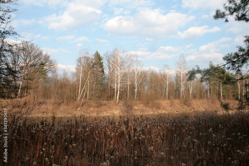 Fototapeta premium beautiful forest and beautiful forest paths