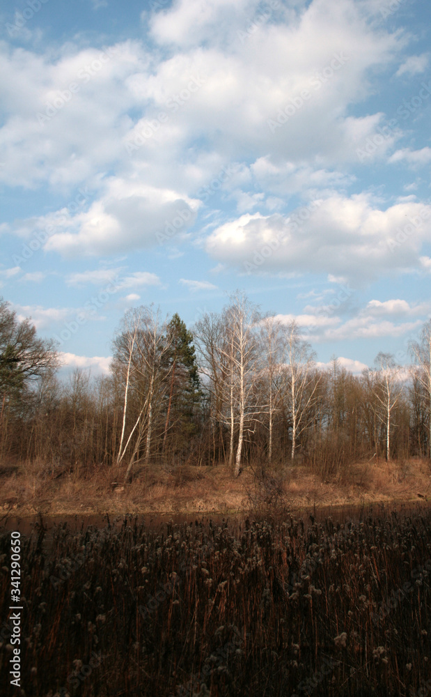 Obraz premium beautiful forest and beautiful forest paths