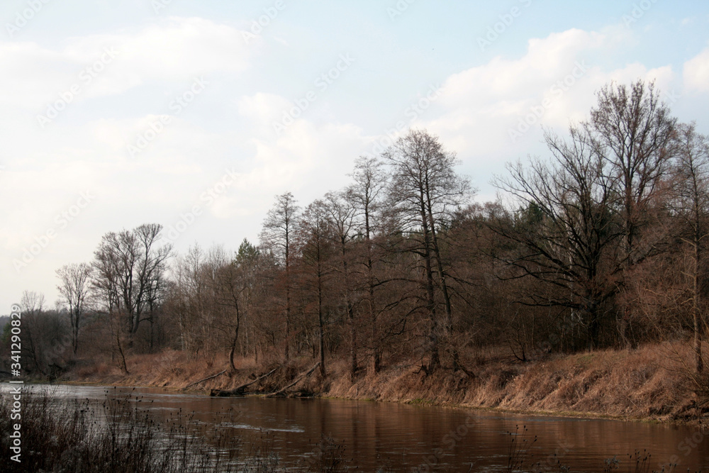 Obraz premium beautiful forest and beautiful forest paths