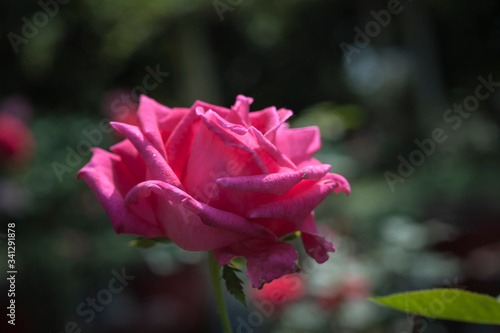 This is an Image of Tea Rose. A rose garden or rosarium is a garden or park. Their fragrance is reminiscent of Chinese black tea. 