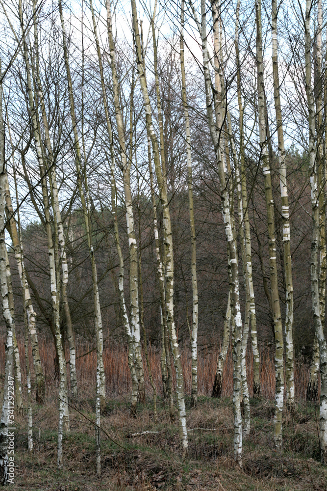 Obraz premium beautiful forest and beautiful forest paths