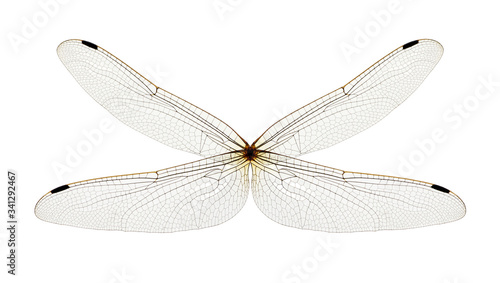Dragonfly wings isolated on white © Alekss
