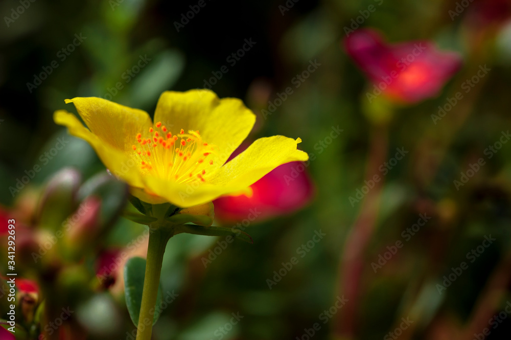 Delicate Yellow flower. Delicate flower pattern with yellow poppies for greeting card or invitation design as a background. Delicate Yellow flower. Delicate flower pattern with yellow poppies for greeting card or invitation design as a background.
