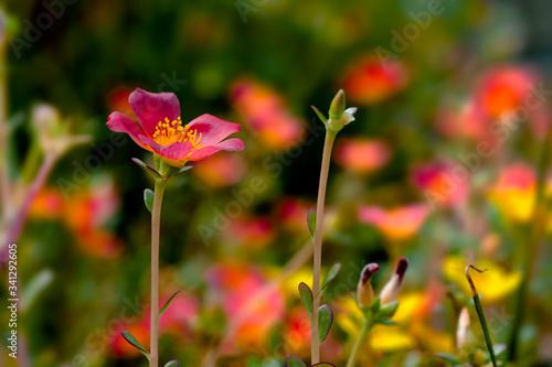 Delicate red flower. Delicate flower pattern with red poppies for greeting card or invitation design as a background.