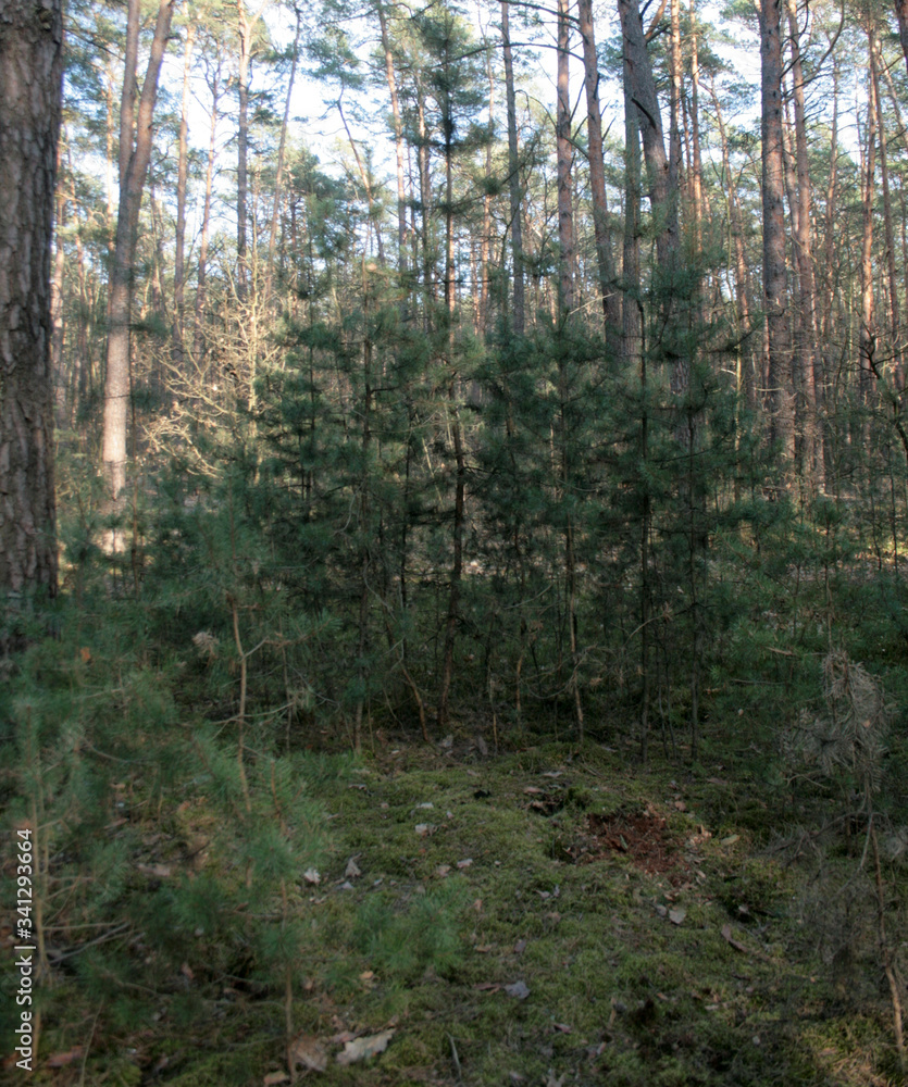 Obraz premium beautiful forest and beautiful forest paths