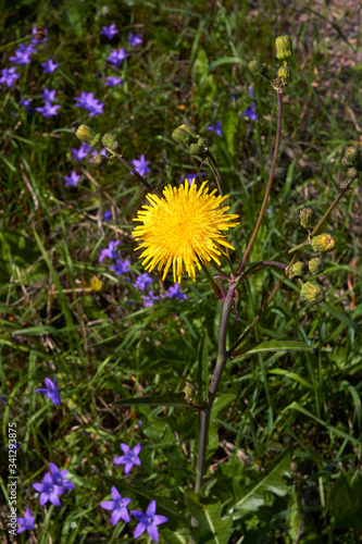 Crepis tectorum  Narrowleaf Hawksbeard