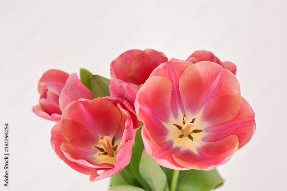 bouquet of pink spring tulips in vase isolated on white