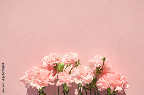 top view of blooming carnations on pink background photo