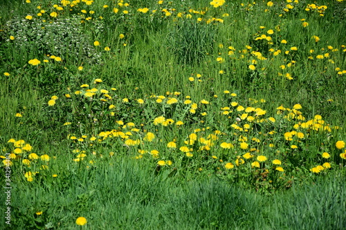 Wildblumenwiese in unber  hrter Natur mit gelben L  wenzahnbl  ten